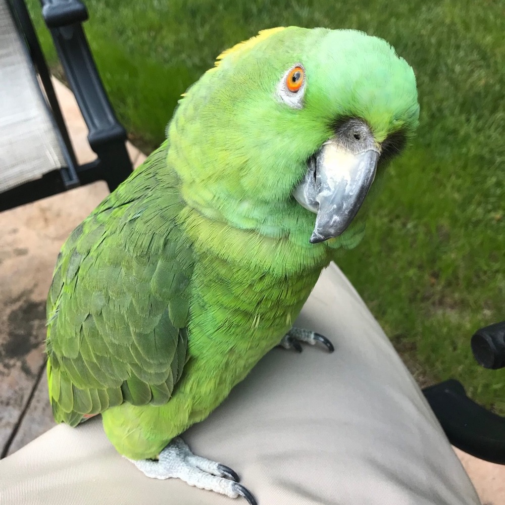 Meet your Posher, Edwin